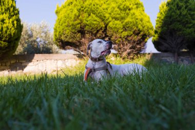 Yerli Pointer çim üzerinde yatan Dalmaçyalı köpek ile karışık