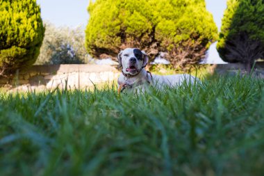 Yerli Pointer çim üzerinde yatan Dalmaçyalı köpek ile karışık