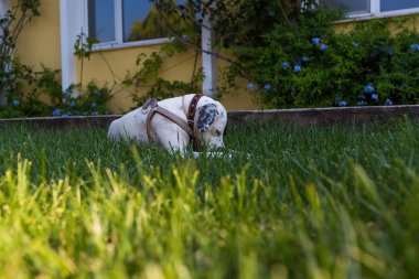 Yerli Pointer çim üzerinde yatan Dalmaçyalı köpek ile karışık