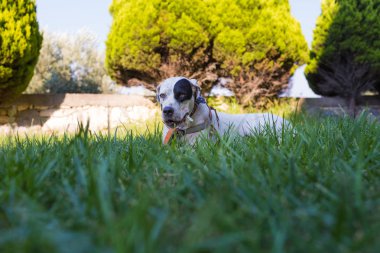 Yerli Pointer çim ve yalan Dalmaçyalı köpek ile karışık 