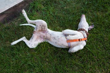 Oyuncu yerli Pointer l üzerinde yatan Dalmaçyalı köpek ile karışık