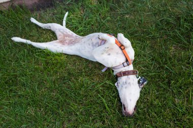 Oyuncu yerli Pointer l üzerinde yatan Dalmaçyalı köpek ile karışık