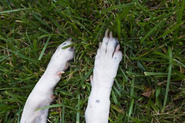 siyah Dalmaçyalı köpek ile karışık beyaz yerli Pointer pençeleri