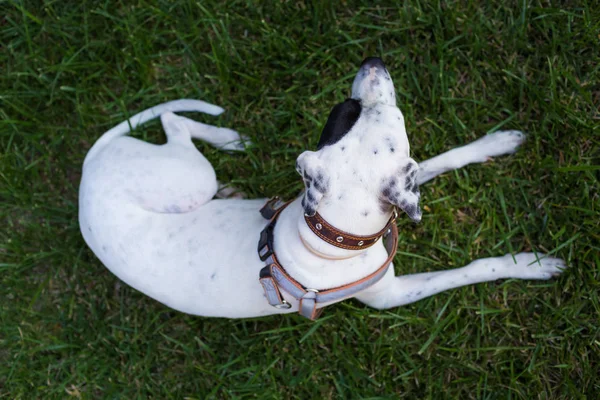 Yerli Pointer çim, üst üzerinde yatan Dalmaçyalı köpek ile karışık