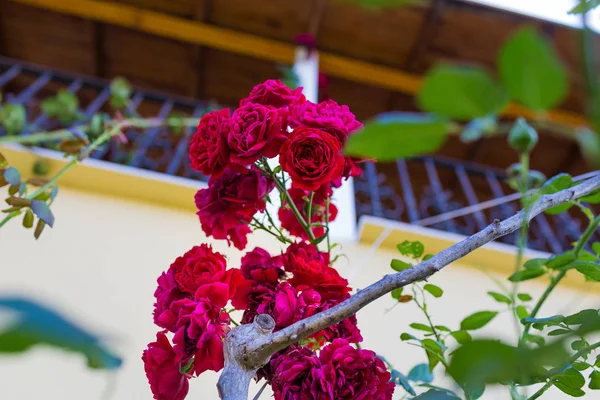 Rosas borgoña floreciendo poco profunda profundidad de campo y espalda borrosa — Foto de Stock