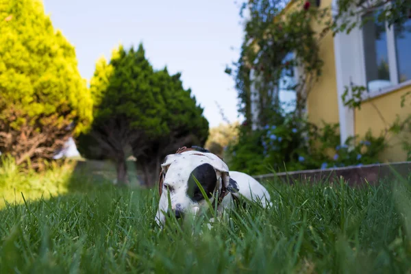Бытовая указка, смешанная с далматинской собакой, лежащей на лавочке, и — стоковое фото