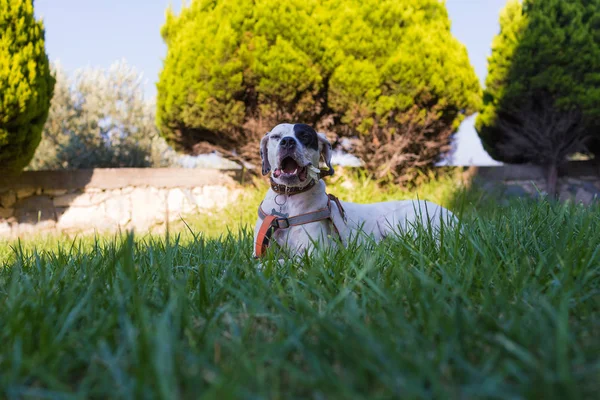 Вітчизняний вказівник змішується з далматинської собакою, лежачи на галявині і — стокове фото