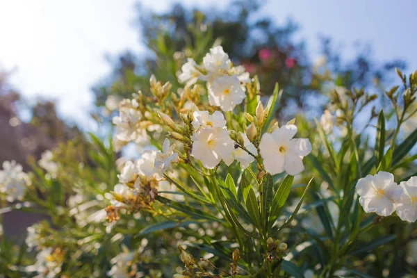 Flor de arbusto de adelfa blanca — Foto de Stock