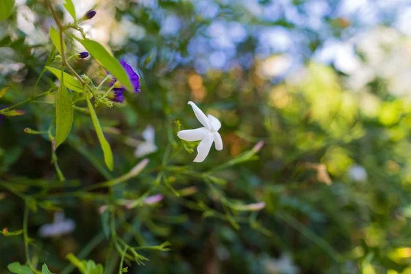 Jasminum officinale o jazmín blanco florece — Foto de Stock