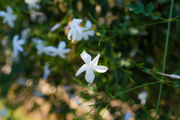 Jasminum officinale veya beyaz yasemin çalı çiçekleri