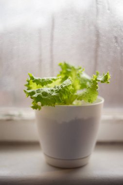 Pencere üzerinde beyaz tencerede marul