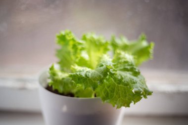 Pencere üzerinde beyaz tencerede marul