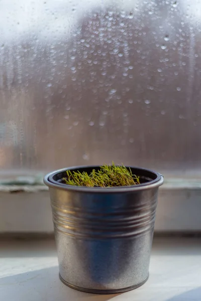 Dill sprouts in aluminum pot on windowsill — Stock Photo, Image