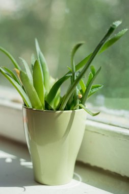 pencere üzerinde yeşil kupa aloe yaprakları