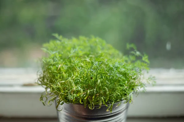 Pencere üzerinde alüminyum tencerede dereotu filizi