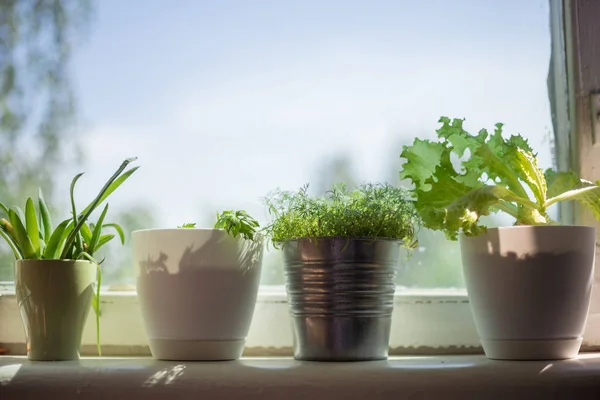 pencerede saksı bitkileri