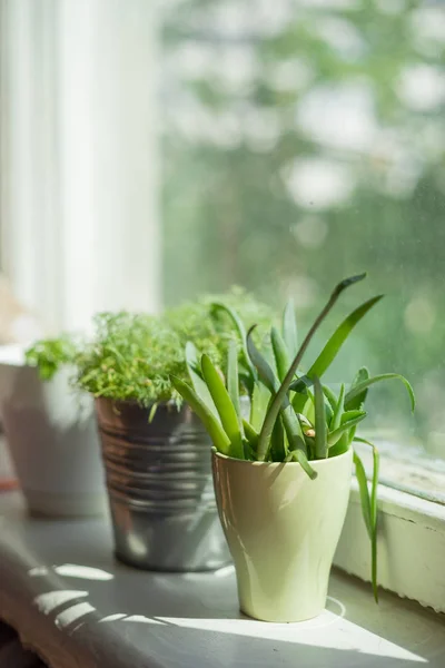 Potted plants on the window — Stock Photo, Image