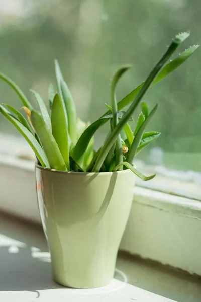 Aloe leaves in green mug on windowsill — Stock Photo, Image