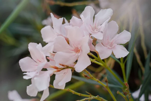 Arbusto de adelfa rosa florece de cerca — Foto de Stock