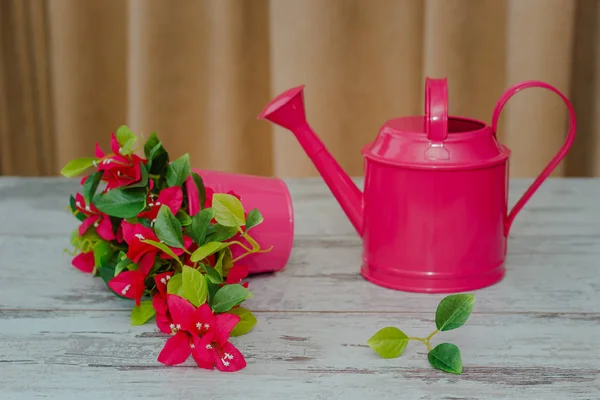 Bugainvillea buatan bunga dalam ember merah muda. Dekat adalah sebuah p — Stok Foto