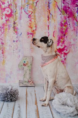 Pembe arka planda doğum günü köpeği