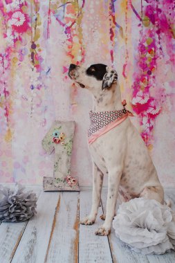 Pembe arka planda doğum günü köpeği