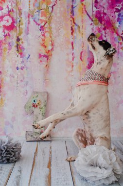 Pembe arka planda doğum günü köpeği