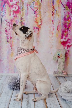 Pembe arka planda doğum günü köpeği