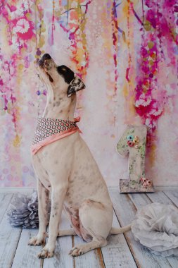 Pembe arka planda doğum günü köpeği