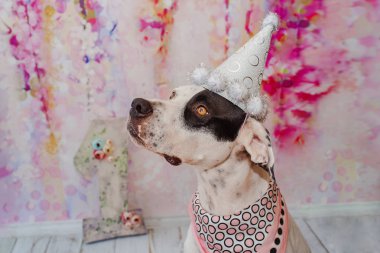 Siyah ve beyaz yerli Pointer boyun etrafında pembe saden eşarp ile şenlikli kap pembe arka plan üzerinde Dalmaçyalı köpek ile karışık. Bir numaralı büyük figür arkada duruyor. Kutluyor köpekler ilk doğum günü