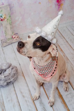 Siyah ve beyaz yerli Pointer boyun etrafında pembe saden eşarp ile şenlikli kap pembe arka plan üzerinde Dalmaçyalı köpek ile karışık. Bir numaralı büyük figür arkada duruyor. Kutluyor köpekler ilk doğum günü