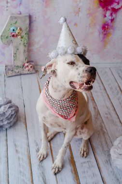 Siyah ve beyaz yerli Pointer boyun etrafında pembe saden eşarp ile şenlikli kap pembe arka plan üzerinde Dalmaçyalı köpek ile karışık. Bir numaralı büyük figür arkada duruyor. Kutluyor köpekler ilk doğum günü
