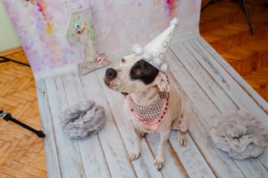 Siyah ve beyaz yerli Pointer boyun etrafında pembe saden eşarp ile şenlikli kap pembe arka plan üzerinde Dalmaçyalı köpek ile karışık. Bir numaralı büyük figür arkada duruyor. Kutluyor köpekler ilk doğum günü