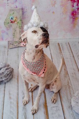 Siyah ve beyaz yerli Pointer boyun etrafında pembe saden eşarp ile şenlikli kap pembe arka plan üzerinde Dalmaçyalı köpek ile karışık. Bir numaralı büyük figür arkada duruyor. Kutluyor köpekler ilk doğum günü