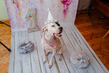 Siyah ve beyaz yerli Pointer boyun etrafında pembe saden eşarp ile şenlikli kap pembe arka plan üzerinde Dalmaçyalı köpek ile karışık. Bir numaralı büyük figür arkada duruyor. Kutluyor köpekler ilk doğum günü