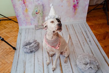 Siyah ve beyaz yerli Pointer boyun etrafında pembe saden eşarp ile şenlikli kap pembe arka plan üzerinde Dalmaçyalı köpek ile karışık. Bir numaralı büyük figür arkada duruyor. Kutluyor köpekler ilk doğum günü