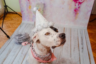 Siyah ve beyaz yerli Pointer boyun etrafında pembe saden eşarp ile şenlikli kap pembe arka plan üzerinde Dalmaçyalı köpek ile karışık. Bir numaralı büyük figür arkada duruyor. Kutluyor köpekler ilk doğum günü