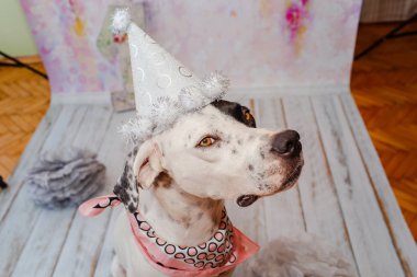 Siyah ve beyaz yerli Pointer boyun etrafında pembe saden eşarp ile şenlikli kap pembe arka plan üzerinde Dalmaçyalı köpek ile karışık. Bir numaralı büyük figür arkada duruyor. Kutluyor köpekler ilk doğum günü