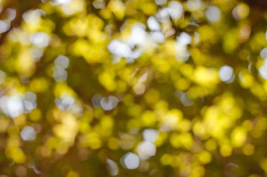 Güneşli bir günde bir ağaç üzerinde yeşillik defocused görüntü