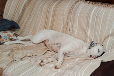 kanepede evde uyuyan köpek