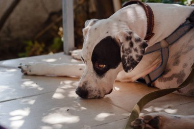 koşum ve yaka giyen köpek açık yatıyor