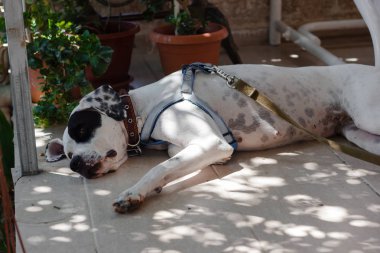 koşum ve yaka giyen köpek açık yatıyor