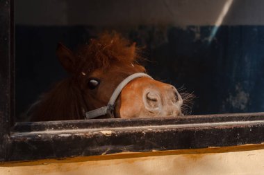 Komik meraklı midilli ahır burnunu çekti