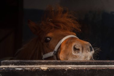 Komik meraklı midilli ahır burnunu çekti