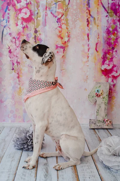 Pembe arka planda doğum günü köpeği