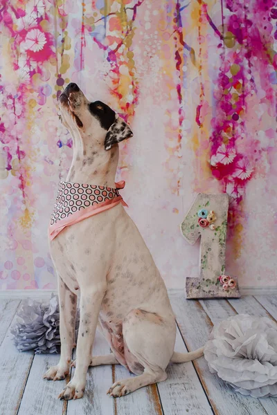 Pembe arka planda doğum günü köpeği