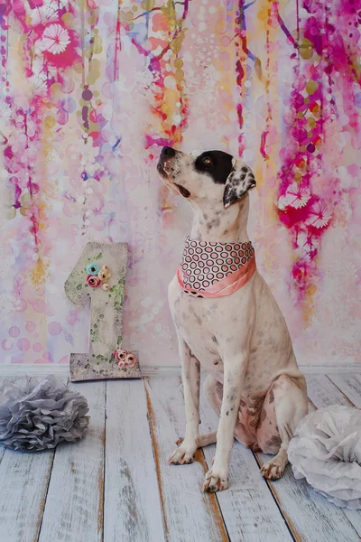 Pembe arka planda doğum günü köpeği