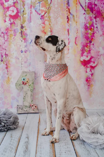 Pembe arka planda doğum günü köpeği