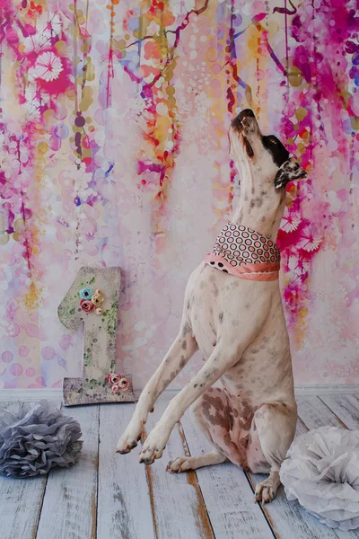 Pembe arka planda doğum günü köpeği