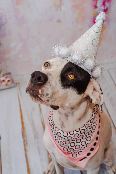 Siyah ve beyaz yerli Pointer boyun etrafında pembe saden eşarp ile şenlikli kap pembe arka plan üzerinde Dalmaçyalı köpek ile karışık. Bir numaralı büyük figür arkada duruyor. Kutluyor köpekler ilk doğum günü